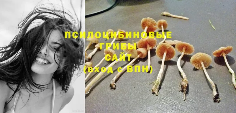 Галлюциногенные грибы Magic Shrooms  Москва 